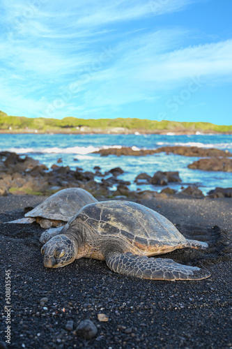 Turtles / Black Sand Beach - Hawaii