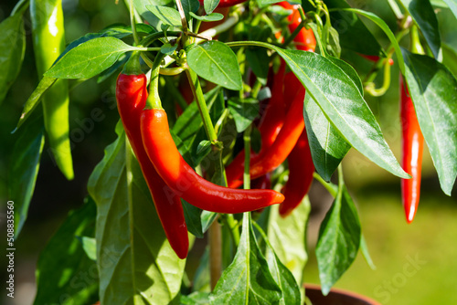 Fototapete Chili peppers (also chile, chile pepper, chilli pepper, or chilli, Latin: Capsicum annuum) in the green garden