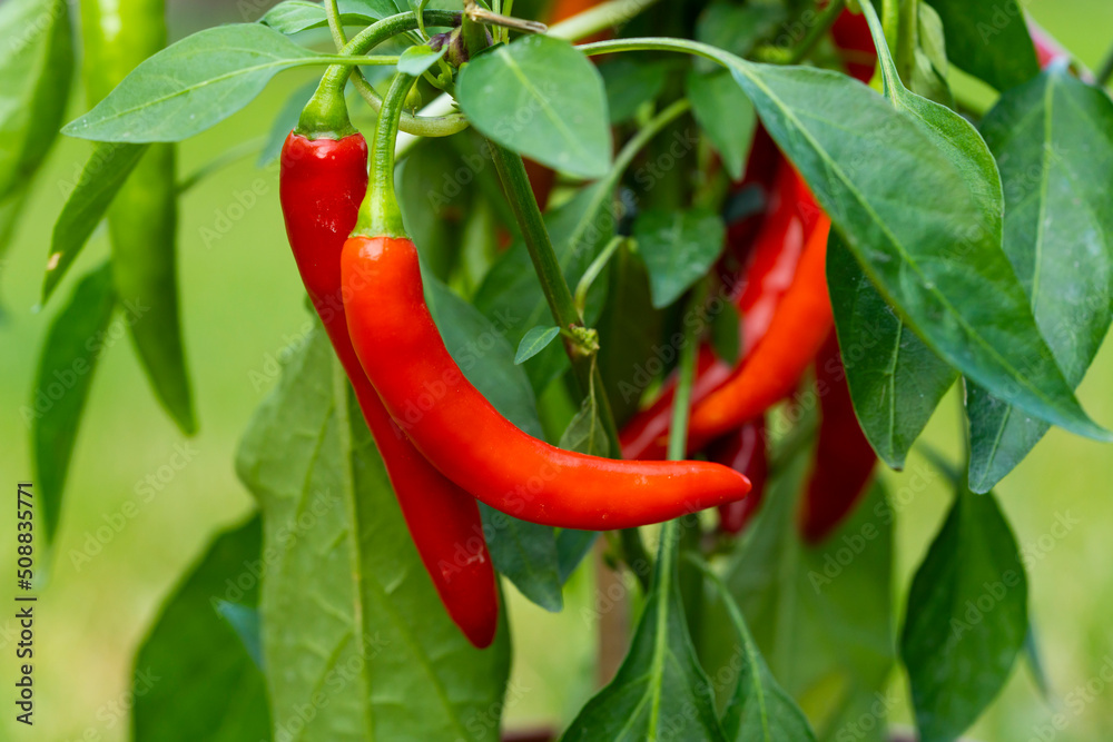 Chili peppers (also chile, chile pepper, chilli pepper, or chilli, Latin: Capsicum annuum) in the green garden. Red color peppers. Close up photo. Chili peppers (also chile, chile pepper, chilli pepper, or chilli, Latin: Capsicum annuum) in the green garden. Red color peppers. Close up photo.