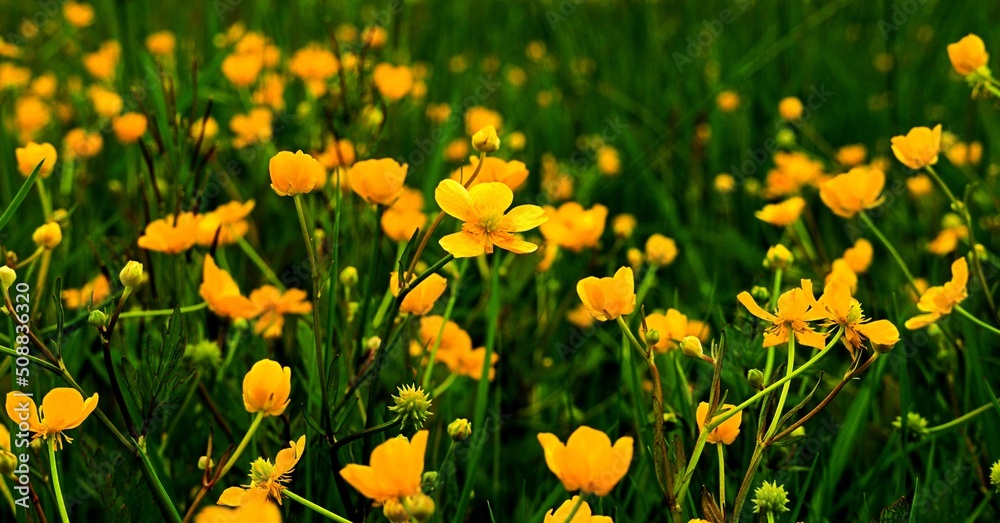 Obraz premium Battercup sharp (rununculus acris) perennial growing in wet meadows in Europe and Asia.