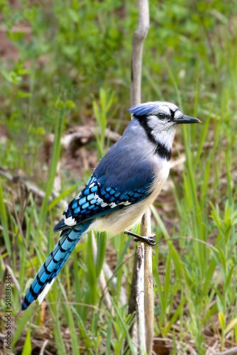 A blue jay perched on a branch of a tree © Manu Nair