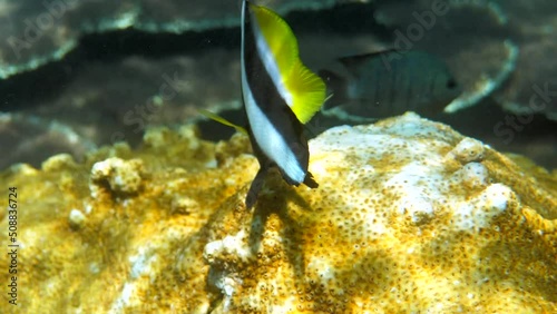 Undersea video of of longfin bannerfish in beautiful coral reefs in Thailand. Group of striped sea fish on snorkeling or diving. Underwater video of wildlife deep ocean world. Save eco concept photo
