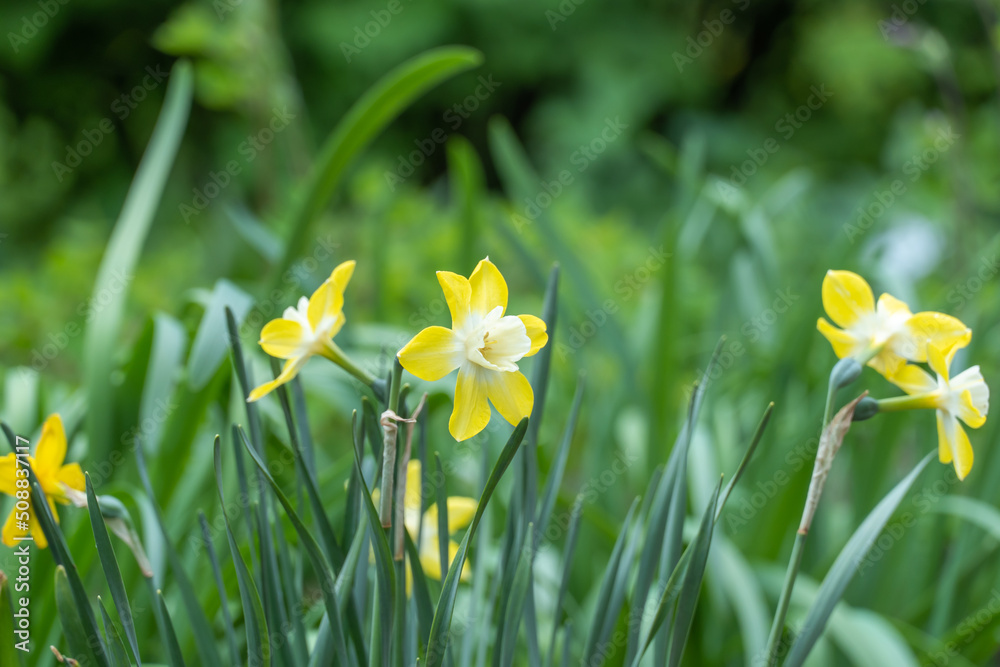 Group yellow daffodils in the garden. Blossom little narcissus. Beautiful flowers opens on background green thin leaves. Springtime nature in bloom. Group yellow daffodils in the garden. Blossom little narcissus. Beautiful flowers opens on background green thin leaves. Springtime nature in bloom.