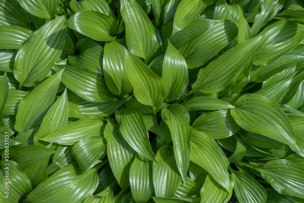 Glade lily of the valley leaves. Group green plants lilium convallium. Growing foliage of convallaria in nature. Photo wallpapers leaf may-lily in green colors. Glade lily of the valley leaves. Group green plants lilium convallium. Growing foliage of convallaria in nature. Photo wallpapers leaf may-lily in green colors.