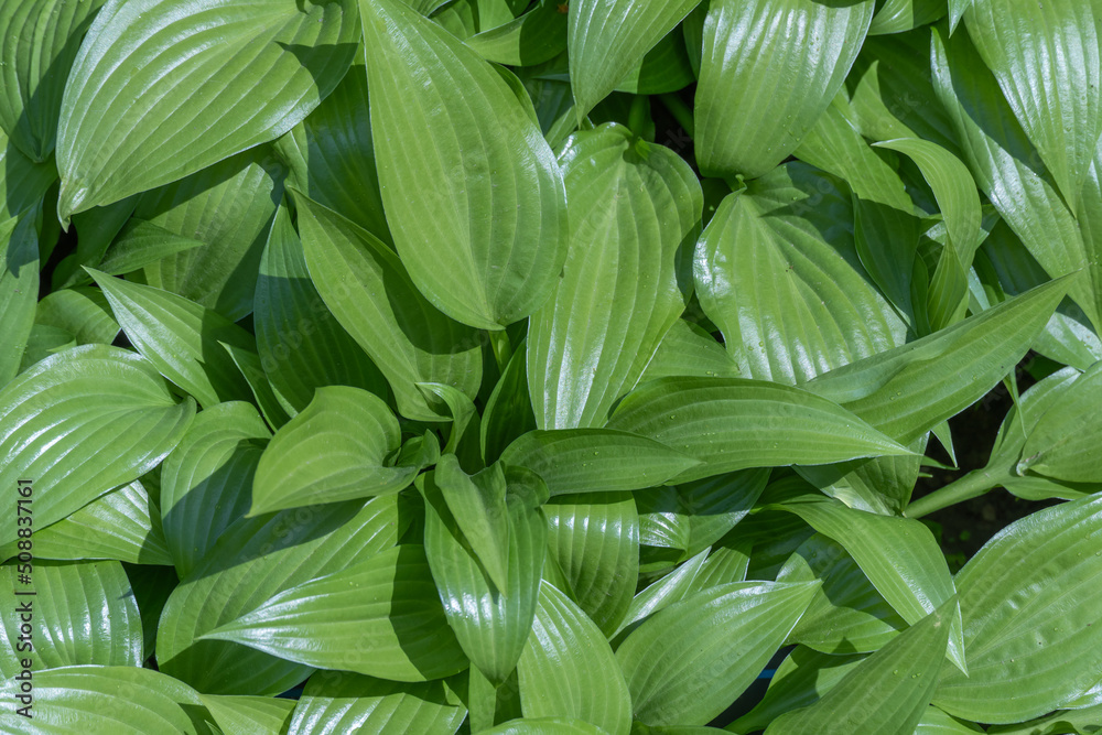 Glade lily of the valley leaves. Group green plants lilium convallium