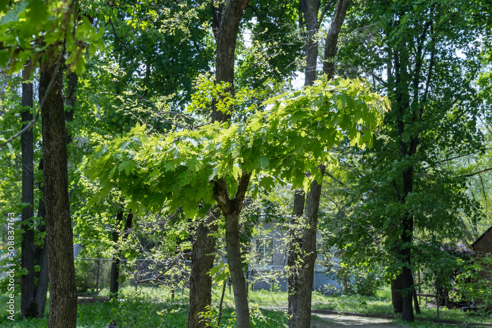 Fototapeta premium Young maple tree in the garden. Branches of sapindaceae plant with green foliage in springtime. Windows and building of the summer house in the background. Nature early spring.