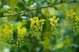 Close-up branch berberis vulgaris or european barberry. Blossom cultivar with green leaves and yellow flowers. Springtime nature in bloom. Bokeh effect blurred background.