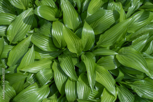 Glade lily of the valley leaves. Group green plants lilium convallium. Growing foliage of convallaria in nature. Photo wallpapers leaf may-lily in green colors.