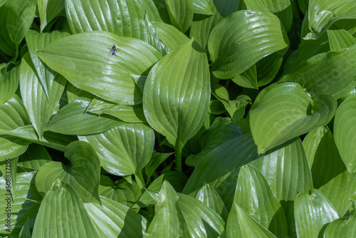 Glade lily of the valley leaves. Group green plants lilium convallium. Growing foliage of convallaria in nature. Photo wallpapers leaf may-lily in green colors. photo