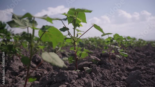 Rows of young cotton plants growing in a field