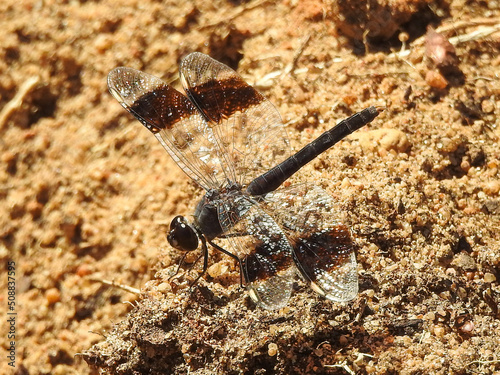 Northern Banded Groundling (Brachythemis impartita) - male photo