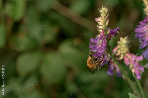 Eucera longicornis bee sucking nectar from hairy vetch flower Vicia villosa
