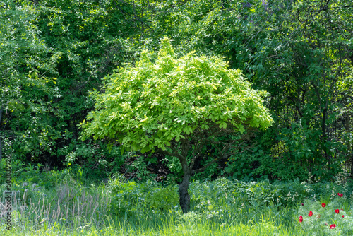 Young oak tree in the garden. Branches of quercus plant with green foliage in springtime. Tree of life. Nature early spring. Natural wallpaper and texture. photo
