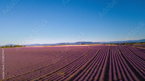 Lavender field landscape with blue sky and violet summer flower. Concept of travel and scenic destination. Copy space beautiful place in france provence