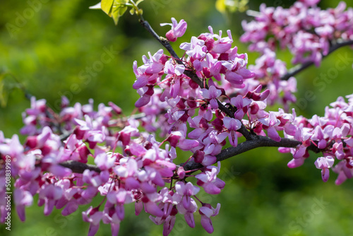 Cuadro en lienzo Close-up pink flowers cercis canadensis