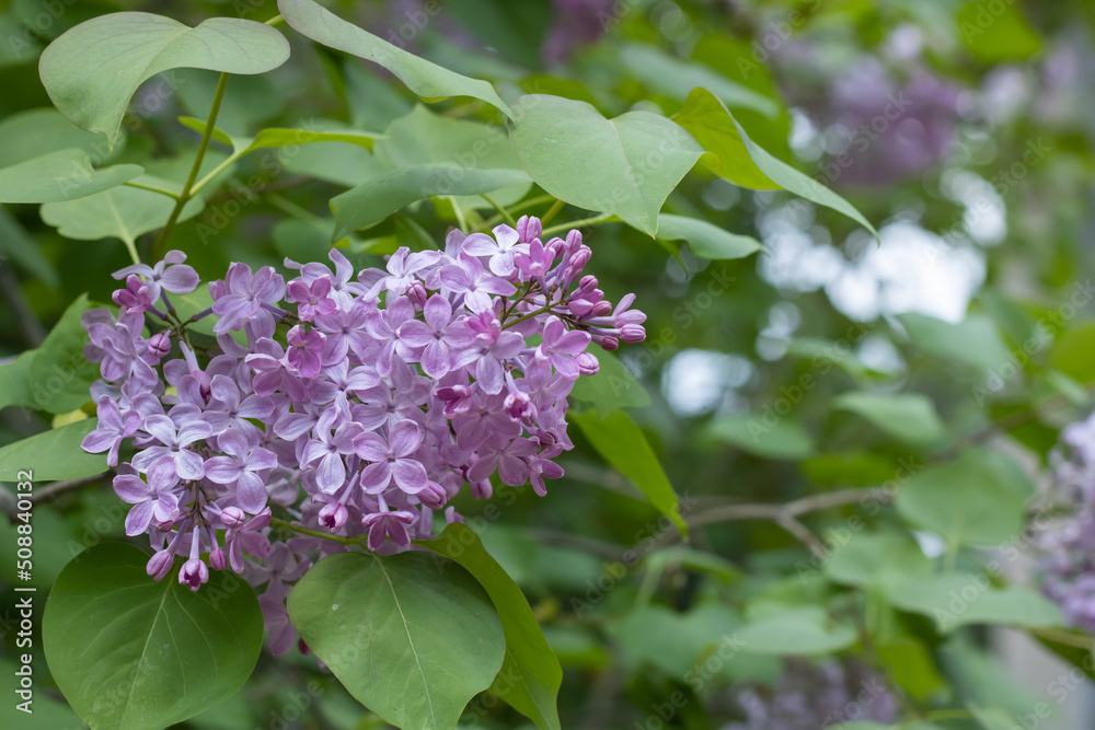 Close-up fragrant branch of lilac flower in the garden. Blooming bush syringa vulgaris. Inflorescence of lilac-purple flowers on the background green leaves. Springtime nature in bloom. Close-up fragrant branch of lilac flower in the garden. Blooming bush syringa vulgaris. Inflorescence of lilac-purple flowers on the background green leaves. Springtime nature in bloom.