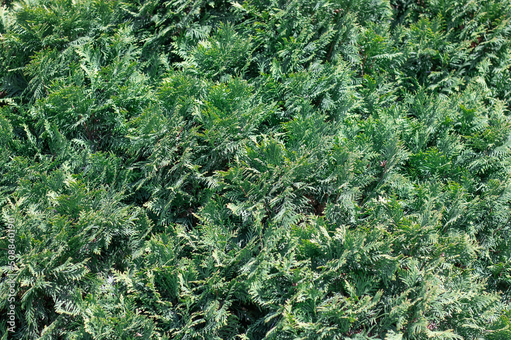 Green branches growing juniper horizontal. Juniperus horizontalis from family cypress. Evergreen coniferous plant for garden art design landscape. Photo wallpapers in green colors.