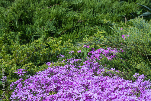 Phlox subulate flowers in the garden. Blooming creeping moss for landscape design. Bright beautiful flower covering the ground. Photo wallpapers in violet colors. Growing carpet in nature.