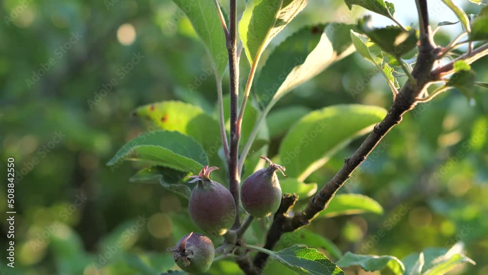 New apples on an apple tree New apples on an apple tree