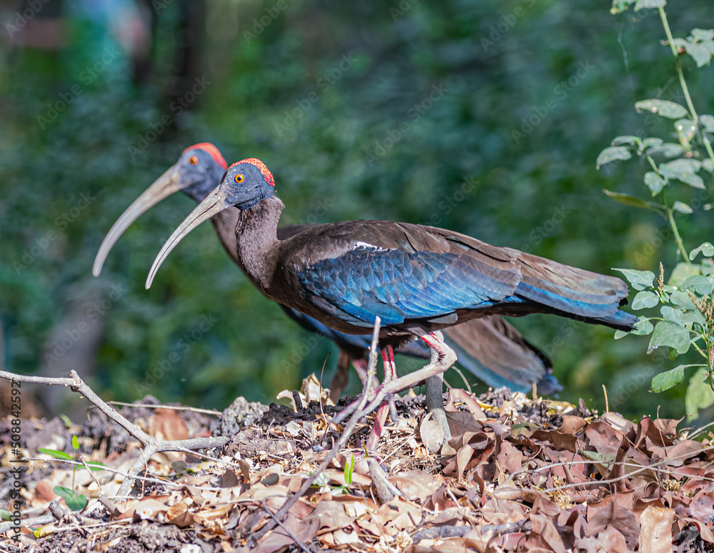 Naklejka premium A pair of Red Naped Ibis