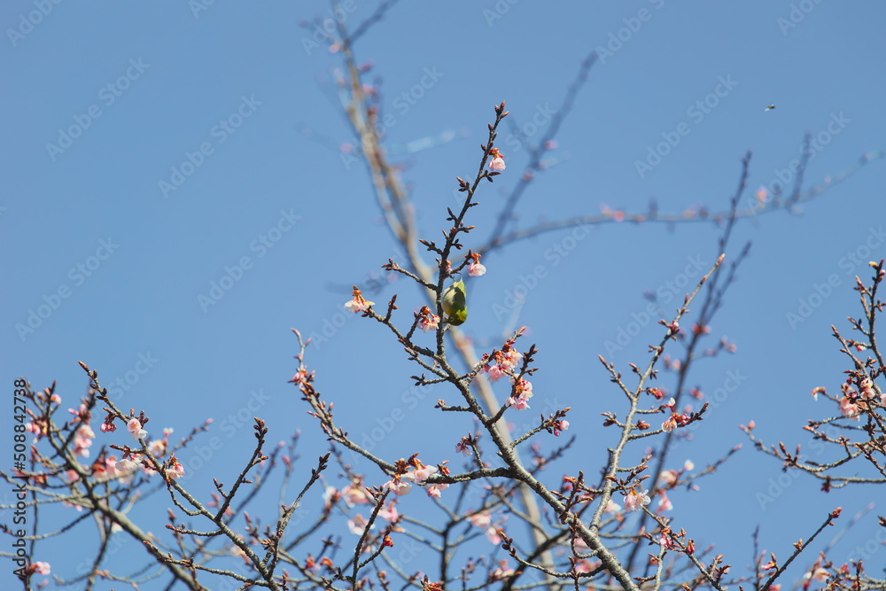 メジロと桜