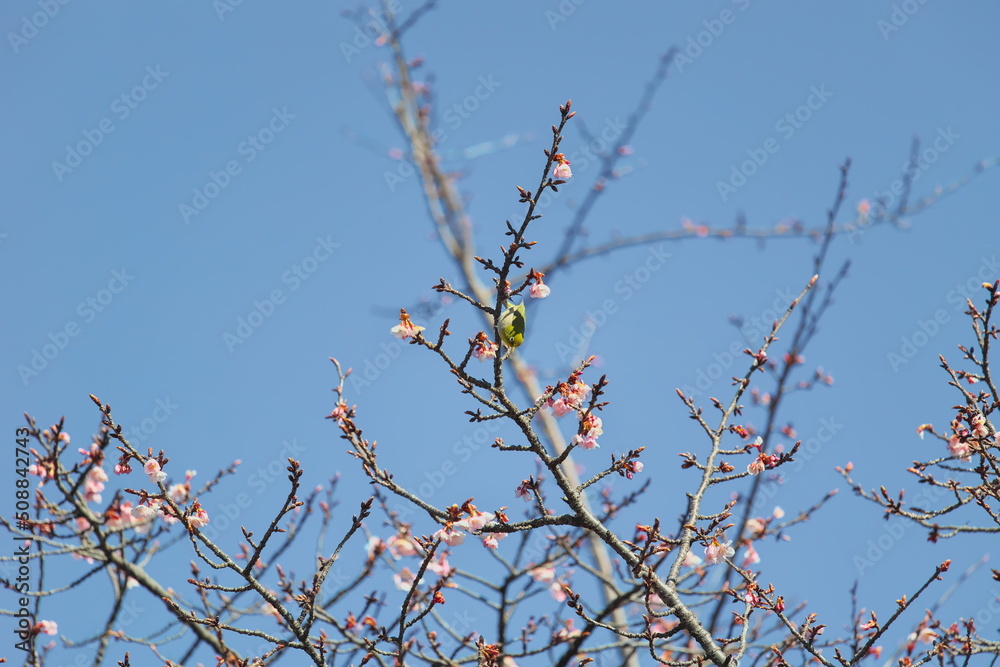 メジロと桜 メジロと桜