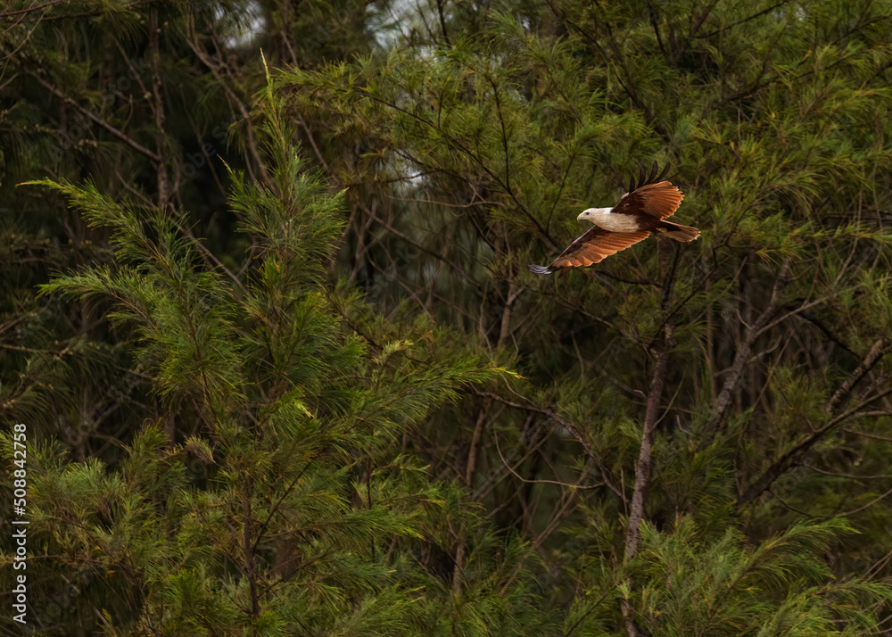 A Brahminy Kite flying in jungle A Brahminy Kite flying in jungle