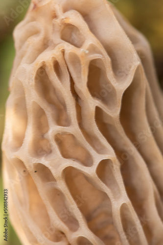 Morchella tridentina morel mushroom with the appearance of a wasp nest or beehive cells in a rusty brown color on a natural background photo