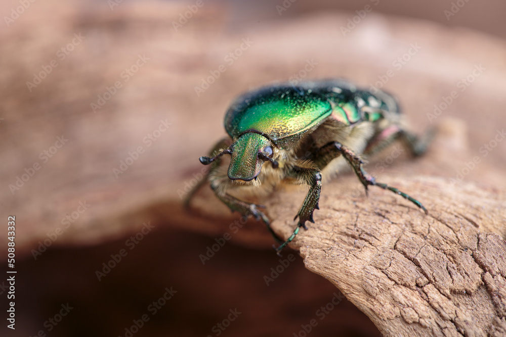 Flower chafer Flower chafer