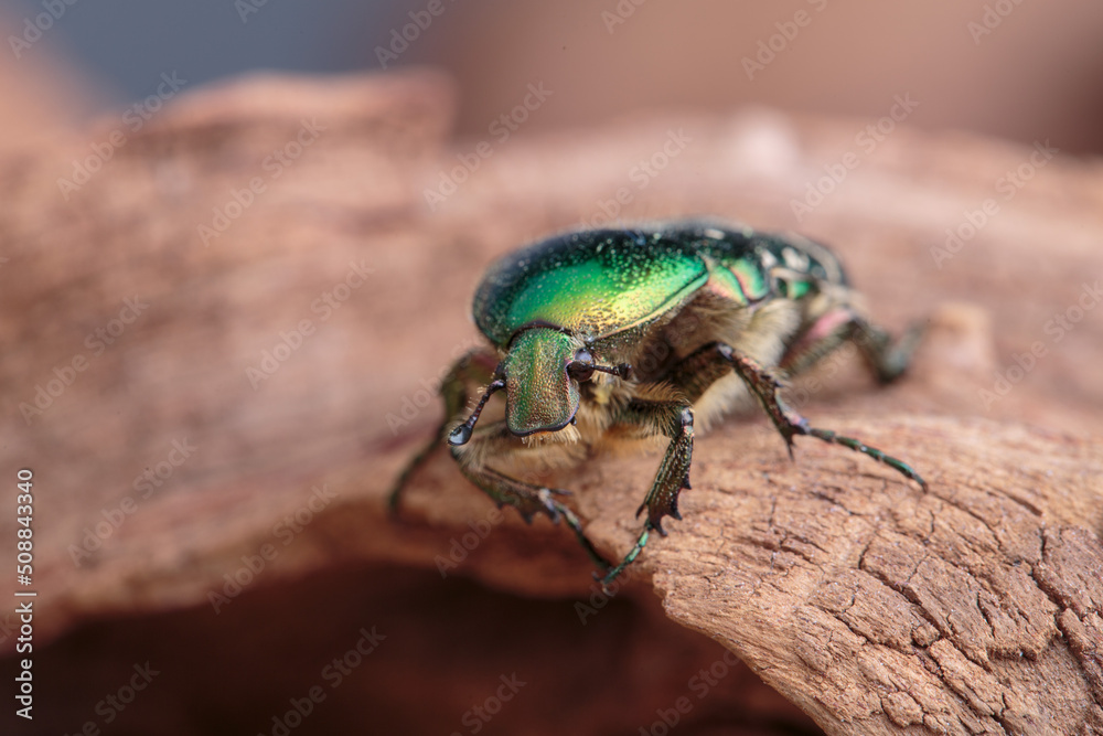 Fototapeta premium Flower chafer