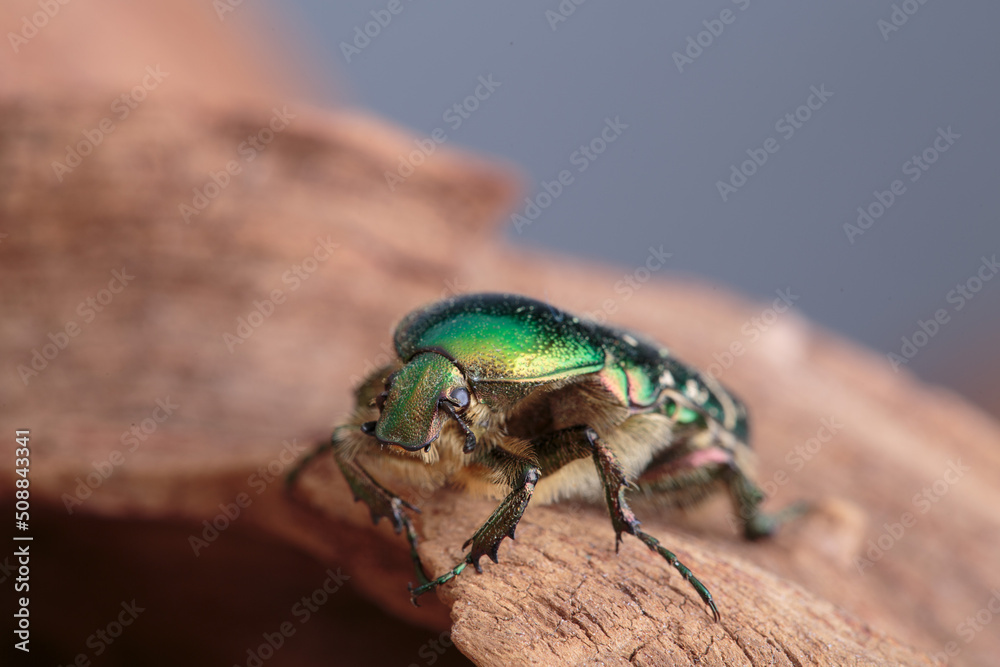 Flower chafer
