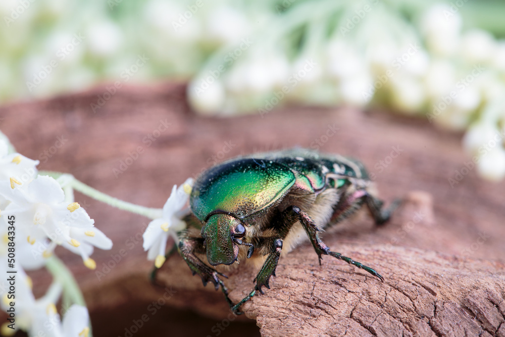 Fototapeta premium Flower chafer