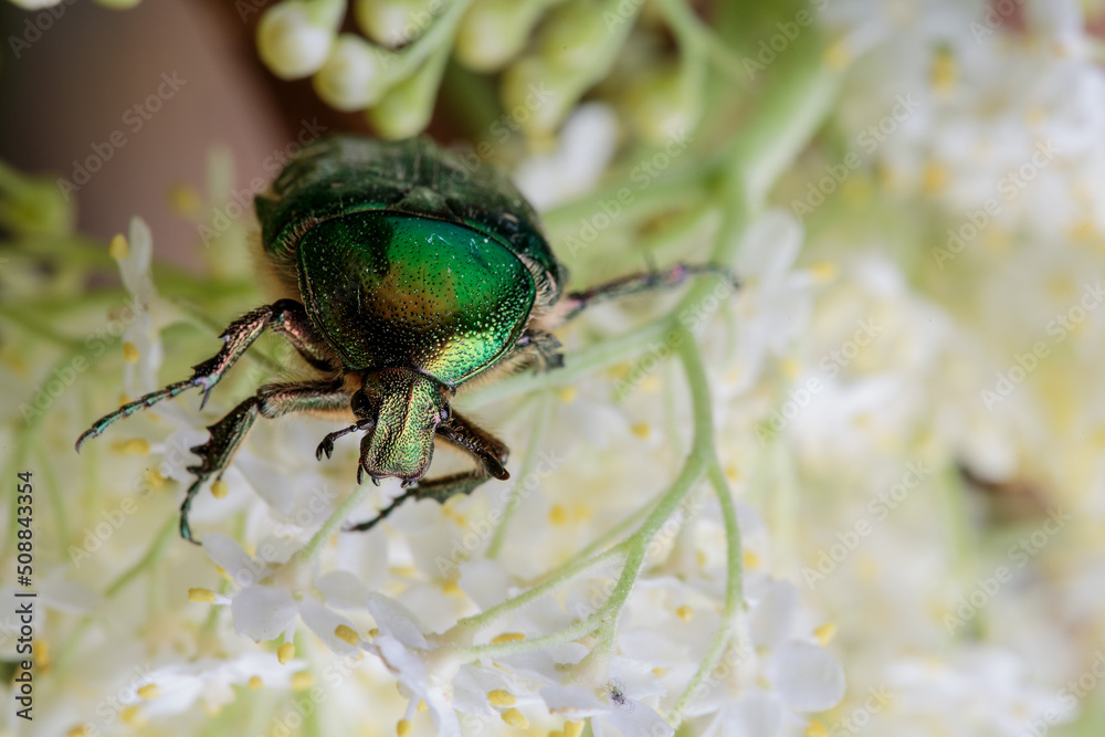 Flower chafer Flower chafer