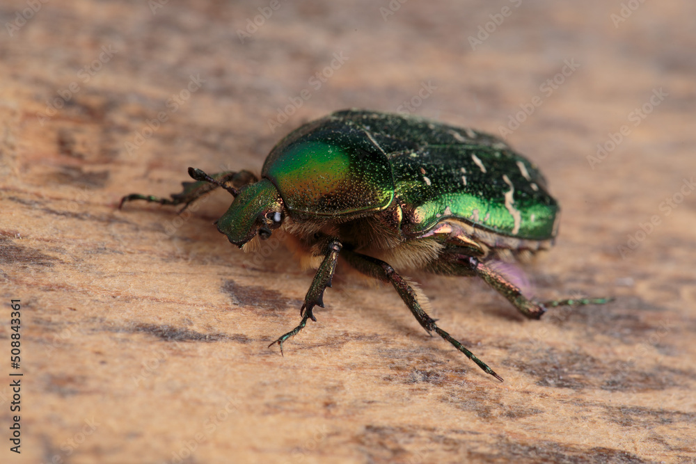 Fototapeta premium Flower chafer