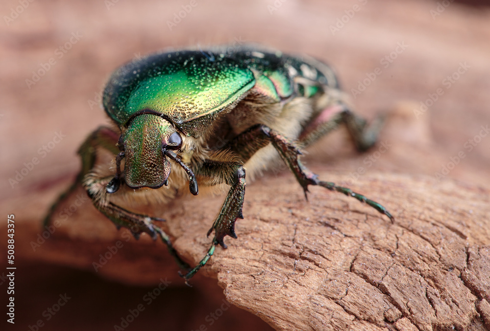 Naklejka premium Flower chafer