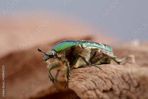 Flower chafer