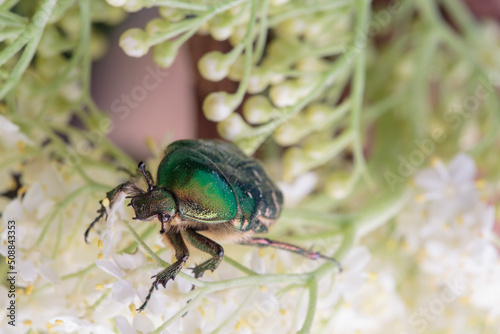 Flower chafer