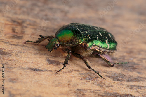 Bilde på lerret Flower chafer