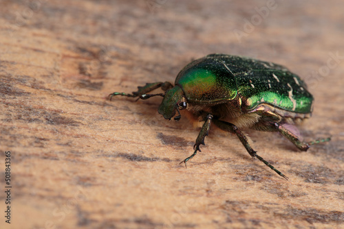 Flower chafer