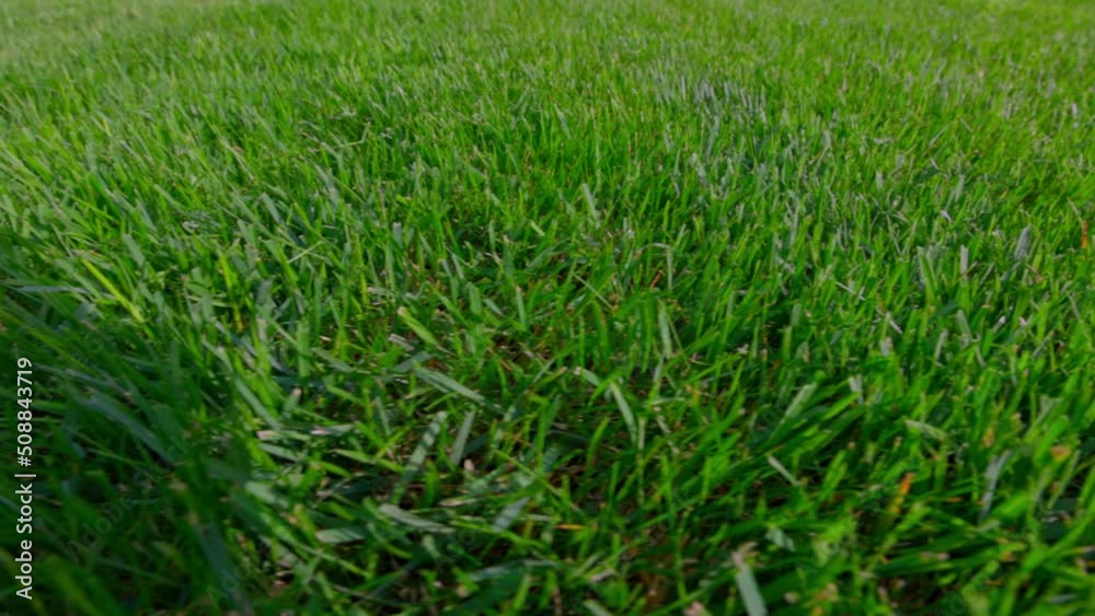 Beautiful view of front yard of private garden. Green grass lawn. Beautiful view of front yard of private garden. Green grass lawn.