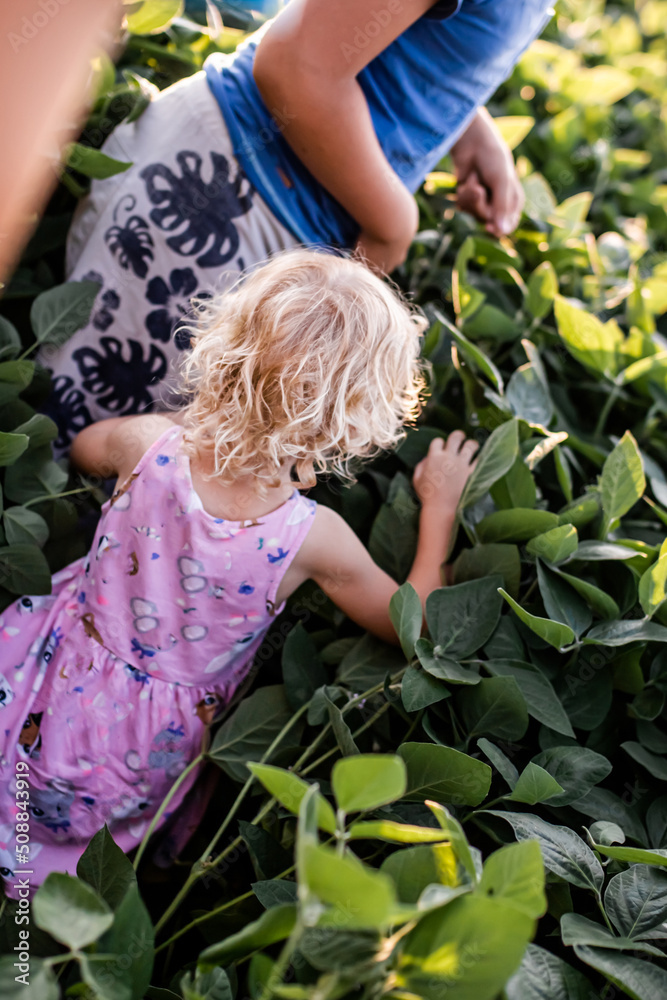 Children play on the soybean field at sunset in the summer Children play on the soybean field at sunset in the summer