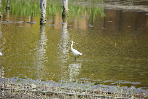 野鳥観察