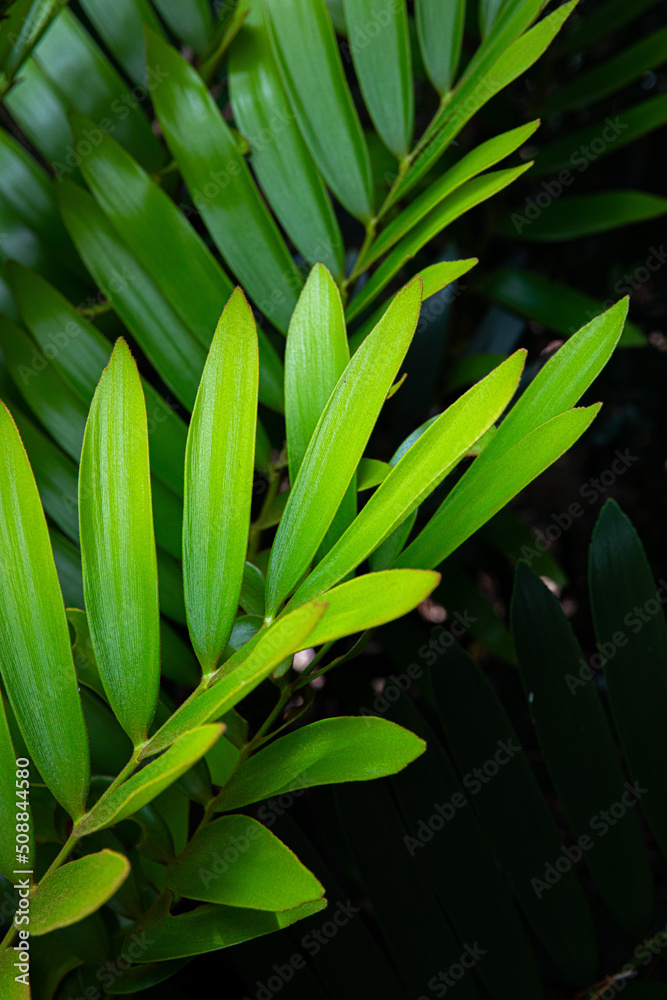 Obraz premium plant pattern