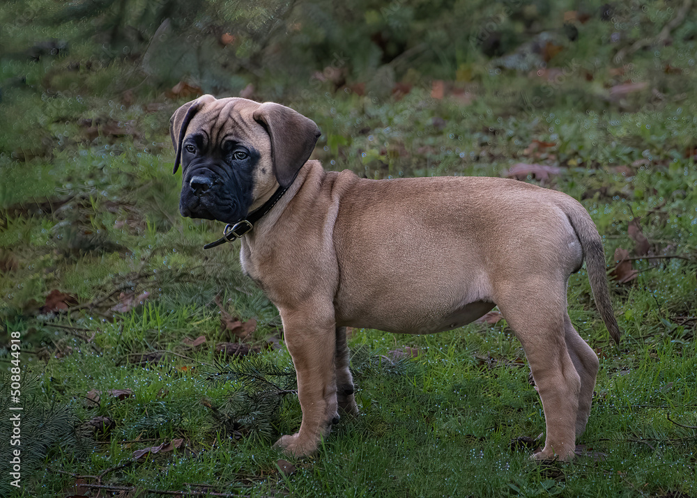 2019-01-11 BULLMASTIFF PUPPY PROFILE SHOT IN A WET FIELD WITH A BLURRY SPARKLY BACKGROUND