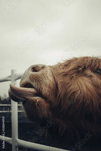 Fototapeta samoprzylepna Krowa szkocka, szkocka rasa wyżynna
