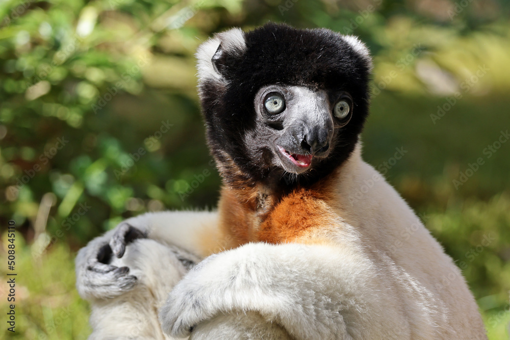 Obraz premium A Crowned sifaka (Propithecus coronatus)