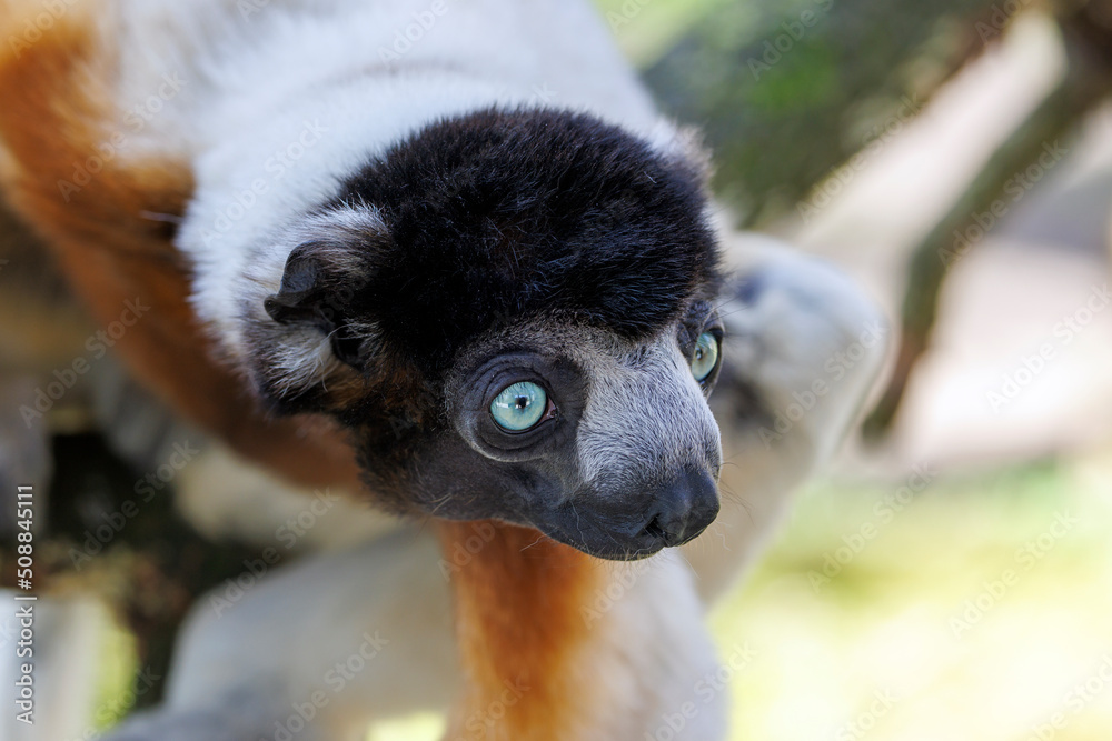 Fototapeta premium A Crowned sifaka (Propithecus coronatus)