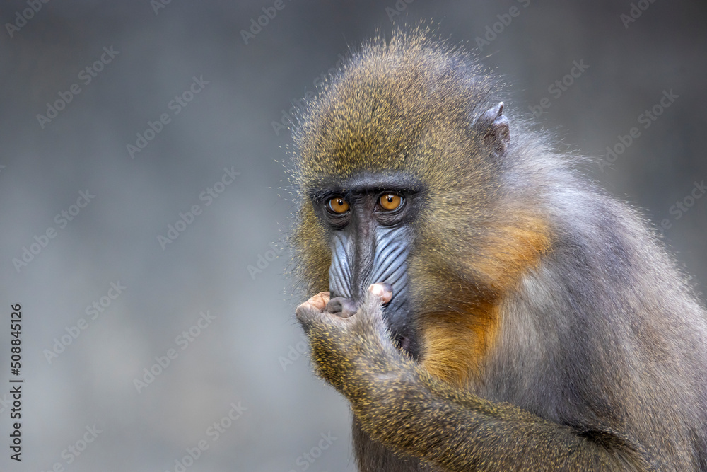 Close up view of a mandrill (Mandrillus sphinx) Close up view of a mandrill (Mandrillus sphinx)