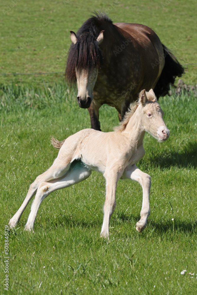a young foal collie with his mother in the meadow