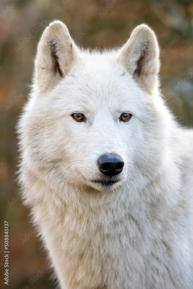A Hudson Bay wolf (Canis lupus hudsonicus)